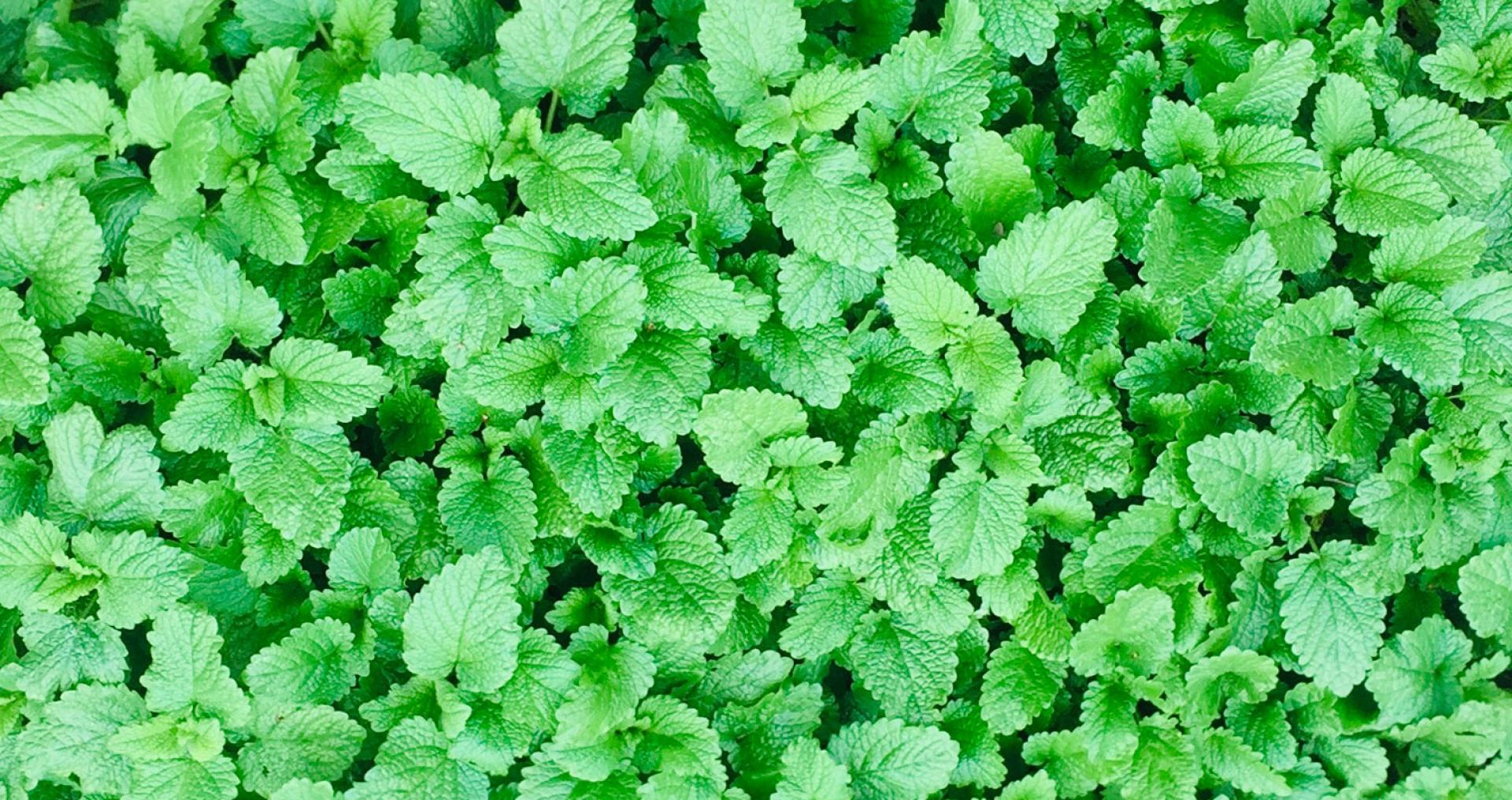 LEMON BALM LEAF TEA