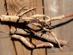 SASSAFRAS TREE TEA